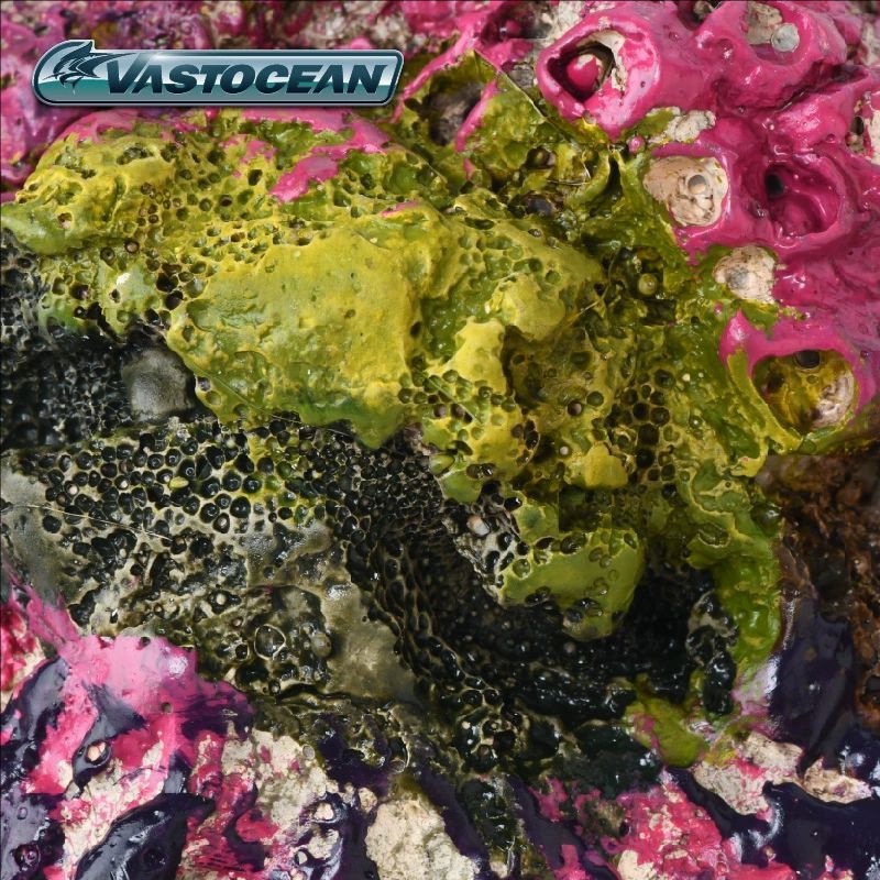 VASTOCEAN Saltwater Aquarium C - Marine Aquarium Hermit Crab 评论和价格