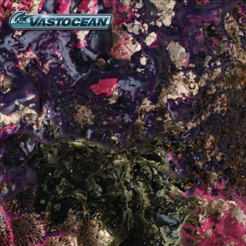 VASTOCEAN Saltwater Aquarium C - Marine Aquarium Hermit Crab 评论和价格