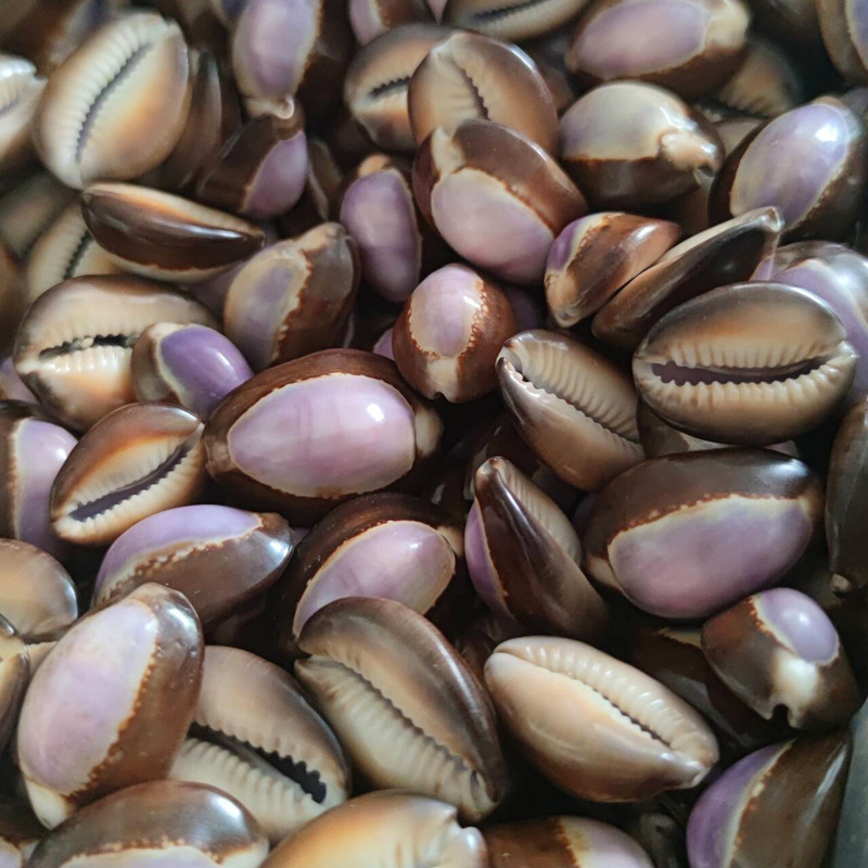 Natural Cypraea carneola Shell - Marine Aquarium Hermit Crab 评论和价格